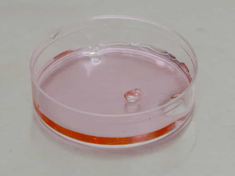 Assay to Measure Nucleocytoplasmic Transport in Real Time within Motor Neuron-like NSC-34 Cells