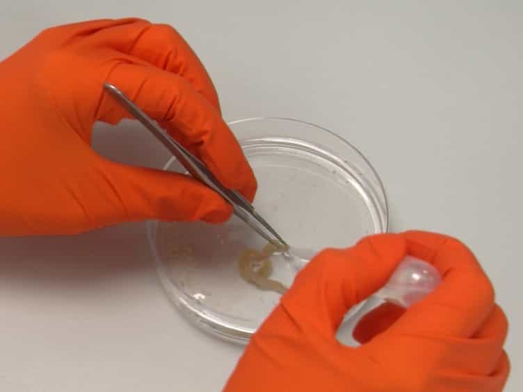 Mixed Primary Cultures of Murine Small Intestine Intended for the Study of Gut Hormone Secretion and Live Cell Imaging of Enteroendocrine Cells