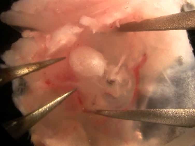 Neonatal Murine Cochlear Explant Technique as an In Vitro Screening Tool in Hearing Research