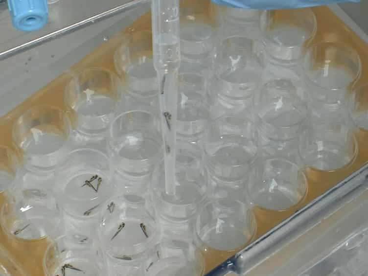 Induction of Hypoxia in Living Frog and Zebrafish Embryos