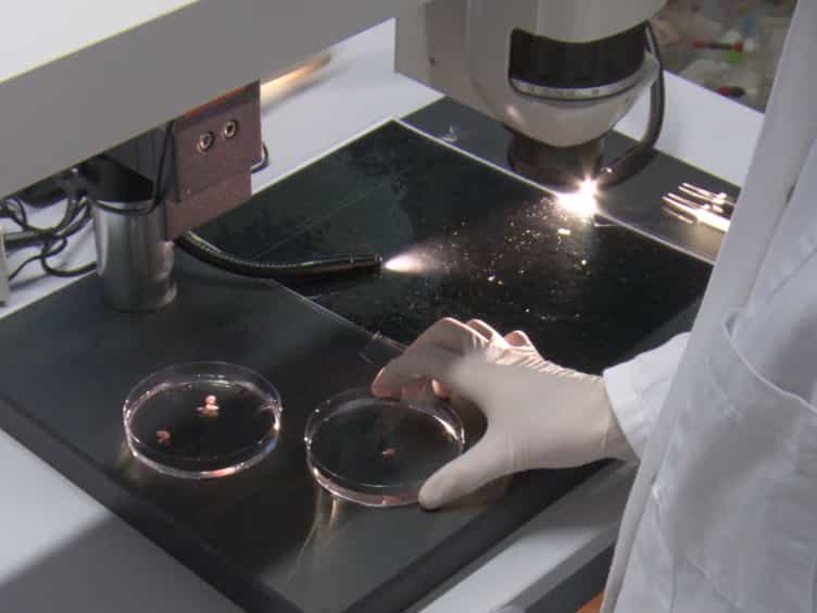 Dissection and Culture of Mouse Embryonic Kidney