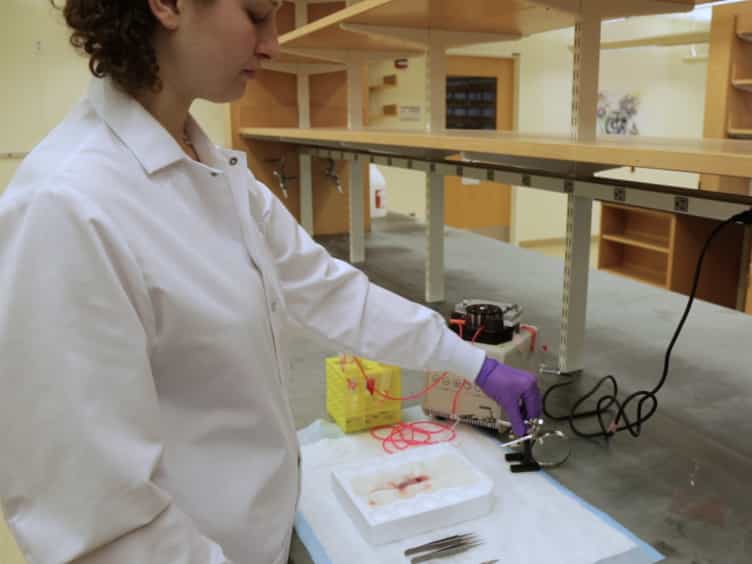 DiI Perfusion as a Method for Vascular Visualization in Ambystoma mexicanum