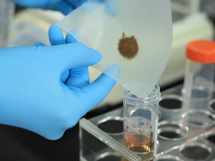 A Novel Mammary Fat Pad Transplantation Technique to Visualize the Vessel Generation of Vascular Endothelial Stem Cells