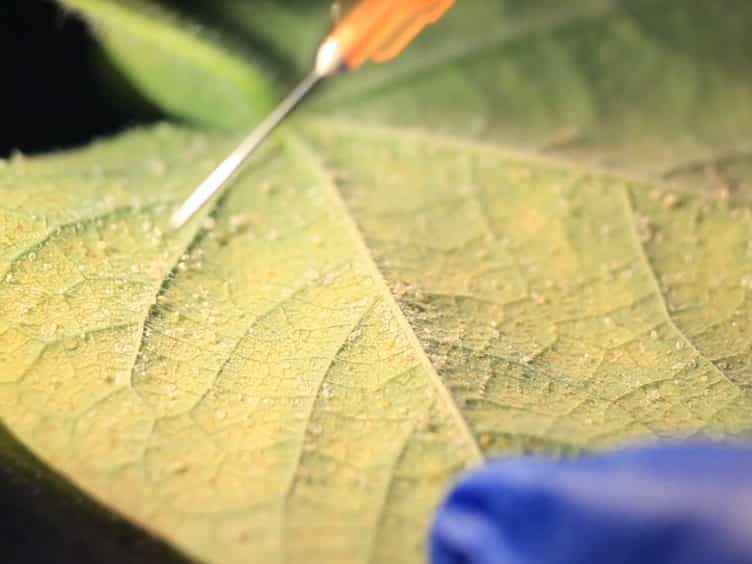 Methods for the Extraction of Endosymbionts from the Whitefly Bemisia tabaci