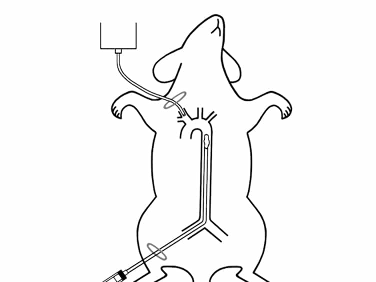 Reproducible Motor Deficit Following Aortic Occlusion in a Rat Model Of Spinal Cord Ischemia