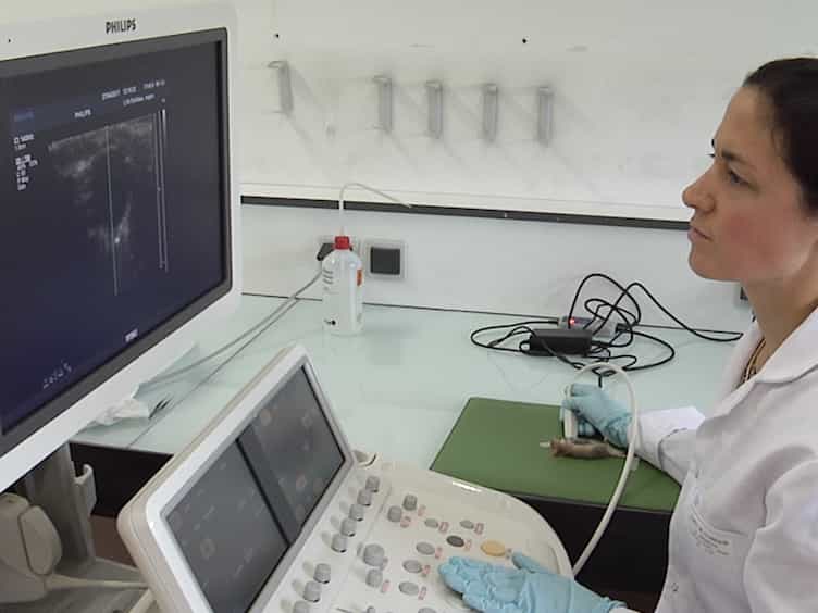 Echocardiographic and Histological Examination of Cardiac Morphology in the Mouse