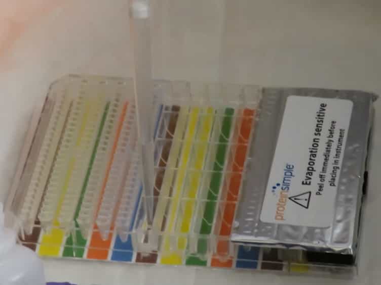 Procedure and Key Optimization Strategies for an Automated Capillary Electrophoretic-based Immunoassay Method