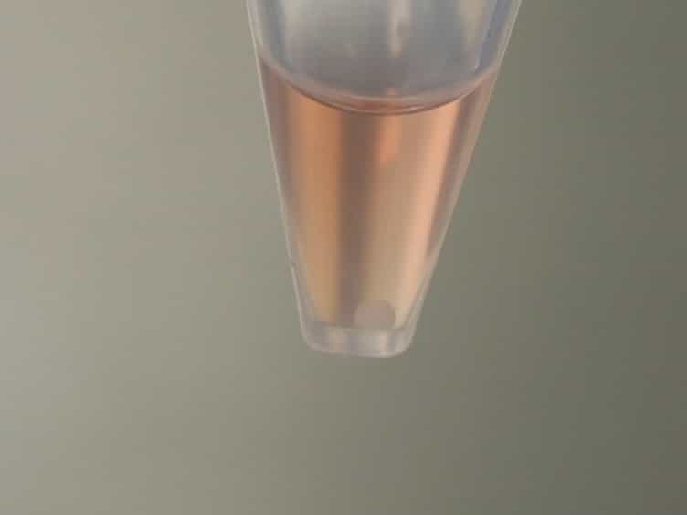 Chondrogenic Pellet Formation from Cord Blood-derived Induced Pluripotent Stem Cells