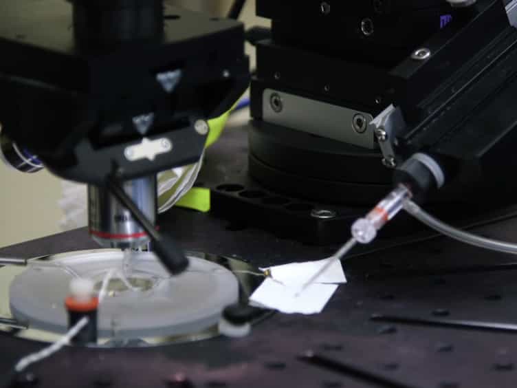 Application of Automated Image-guided Patch Clamp for the Study of Neurons in Brain Slices