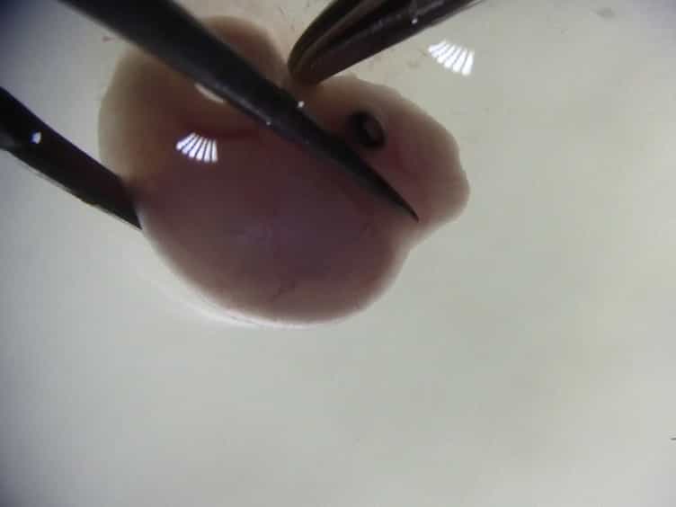 Live Imaging of Mouse Secondary Palate Fusion