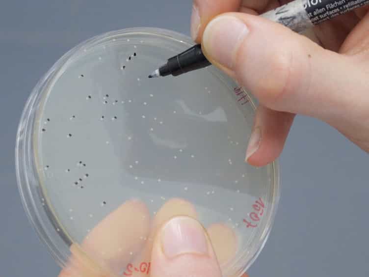 A Method to Assess Bacteriocin Effects on the Gut Microbiota of Mice