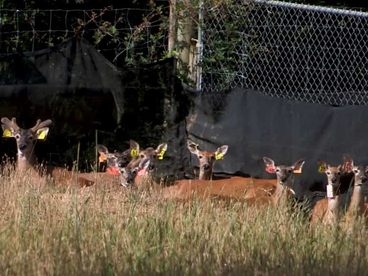 Protocol for Assessing the Relative Effects of Environment and Genetics on Antler and Body Growth for a Long-lived Cervid