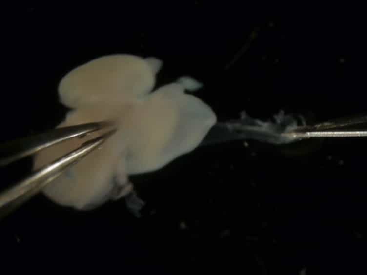 Live Imaging of Primary Cerebral Cortex Cells Using a 2D Culture System