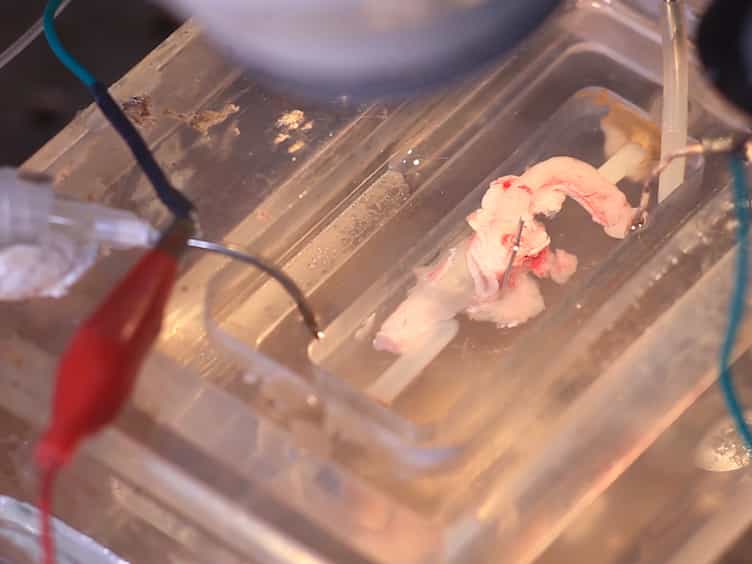 In Vitro Characterization of the Electrophysiological Properties of Colonic Afferent Fibers in Rats