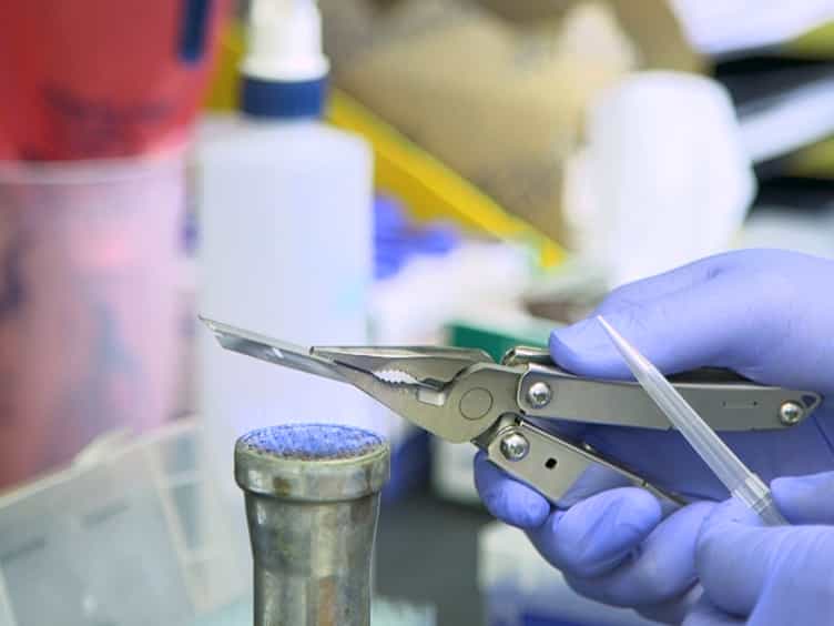 Intratracheal Inoculation of Fischer 344 Rats with Francisella tularensis