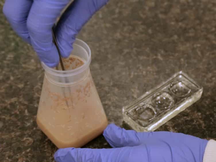 A Simple Neuronal Mechanical Injury Methodology to Study Drosophila Motor Neuron Degeneration