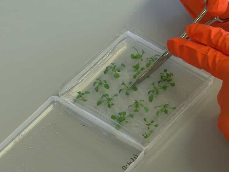 Real-time In Vivo Recording of Arabidopsis Calcium Signals During Insect Feeding Using a Fluorescent Biosensor