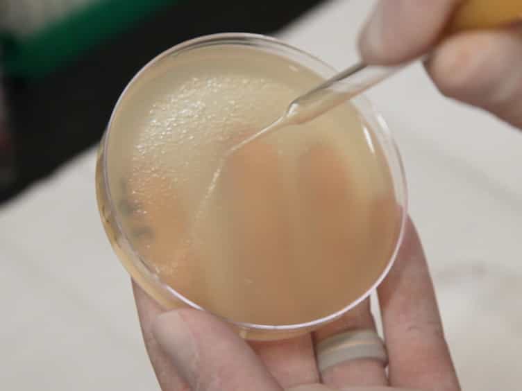 Synthesis of Infectious Bacteriophages in an E. coli-based Cell-free Expression System
