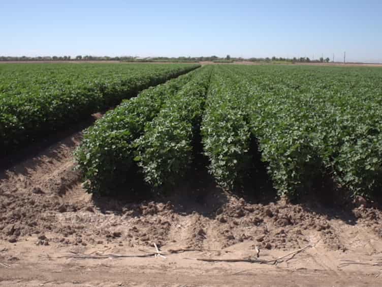 Methodology for Developing Life Tables for Sessile Insects in the Field Using the Whitefly, Bemisia tabaci, in Cotton As a Model System
