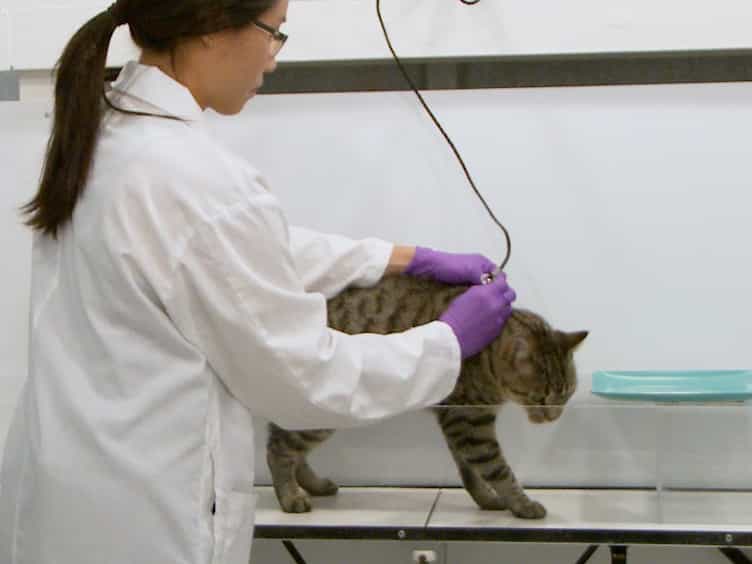 Reversible Cooling-induced Deactivations to Study Cortical Contributions to Obstacle Memory in the Walking Cat