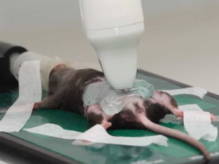 A Novel Use of Three-dimensional High-frequency Ultrasonography for Early Pregnancy Characterization in the Mouse
