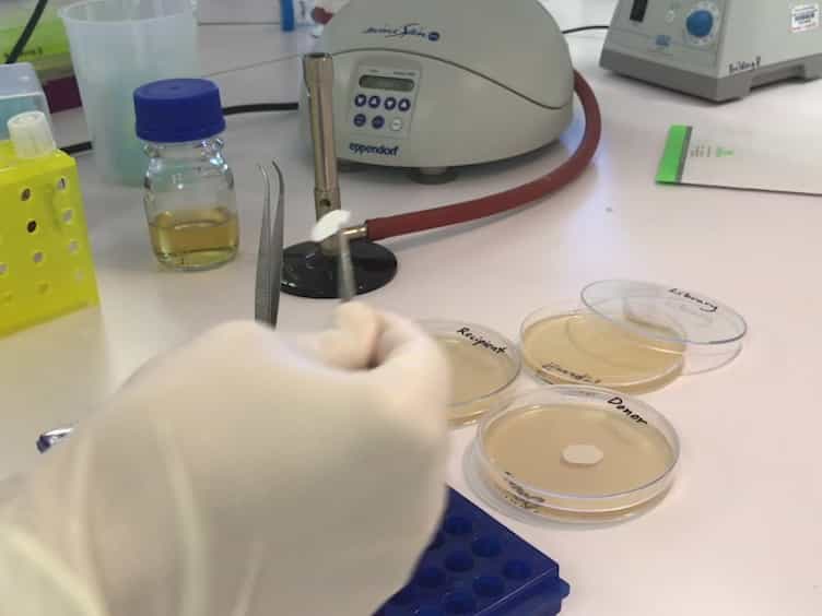 Creation of a Dense Transposon Insertion Library Using Bacterial Conjugation in Enterobacterial Strains Such As Escherichia Coli or Shigella flexneri
