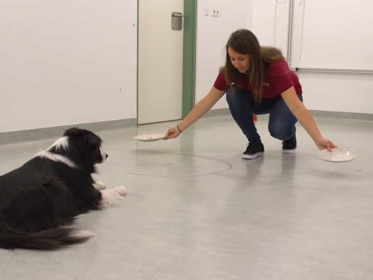 The Other End of the Leash: An Experimental Test to Analyze How Owners Interact with Their Pet Dogs