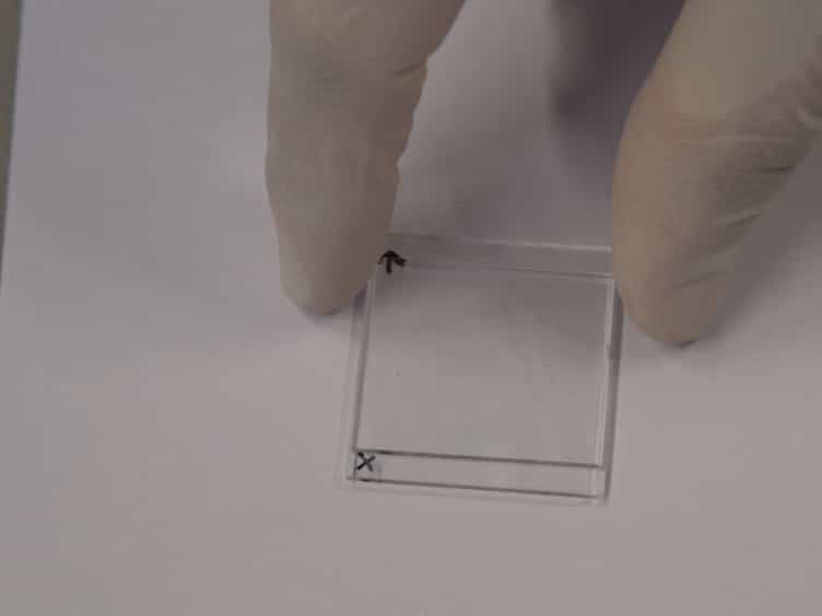 Preparation of Liquid Crystal Networks for Macroscopic Oscillatory Motion Induced by Light