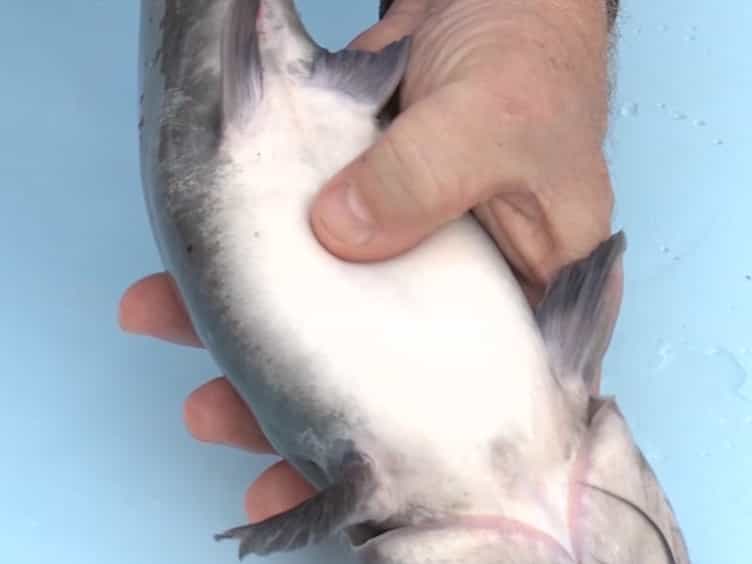Microinjection of CRISPR/Cas9 Protein into Channel Catfish, Ictalurus punctatus, Embryos for Gene Editing