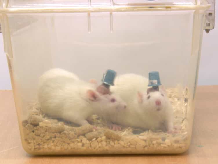 A Wireless, Bidirectional Interface for In Vivo Recording and Stimulation of Neural Activity in Freely Behaving Rats