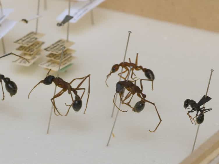 Techniques for Investigating the Anatomy of the Ant Visual System