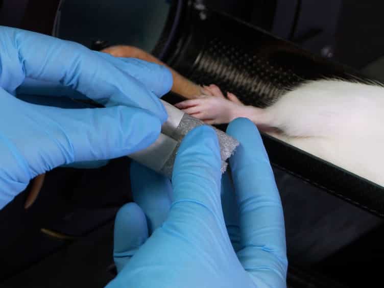 Proper Positioning and Restraint of a Rat Hind Limb for Focused High Resolution Imaging of Bone Micro-architecture Using In Vivo Micro-computed Tomography