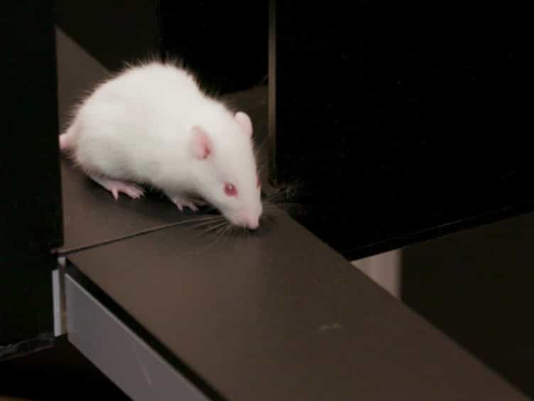 Testing Animal Anxiety in Rats: Effects of Open Arm Ledges and Closed Arm Wall Transparency in Elevated Plus Maze Test