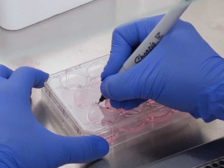 Using the Dot Assay to Analyze Migration of Cell Sheets