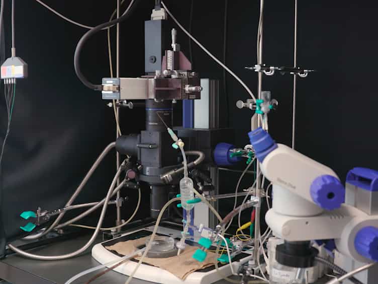 Electrophysiological Assessment of Murine Atria with High-Resolution Optical Mapping