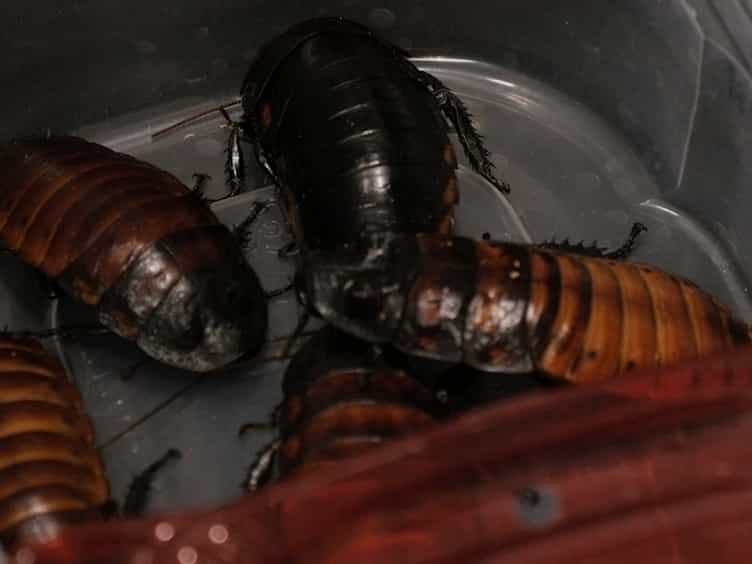 The Madagascar Hissing Cockroach as an Alternative Non-mammalian Animal Model to Investigate Virulence, Pathogenesis, and Drug Efficacy