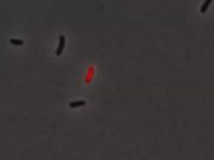 Live Cell Fluorescence Microscopy to Observe Essential Processes During Microbial Cell Growth