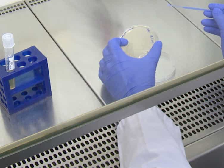 Isolation of Salmonella typhimurium-containing Phagosomes from Macrophages
