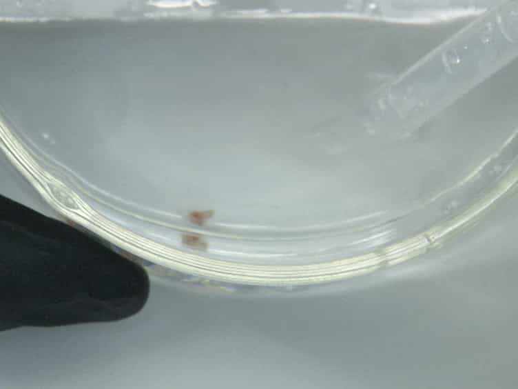 A Protocol for Decellularizing Mouse Cochleae for Inner Ear Tissue Engineering