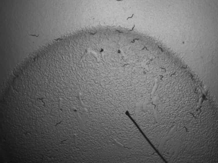 Using a Microfluidics Device for Mechanical Stimulation and High Resolution Imaging of C. elegans