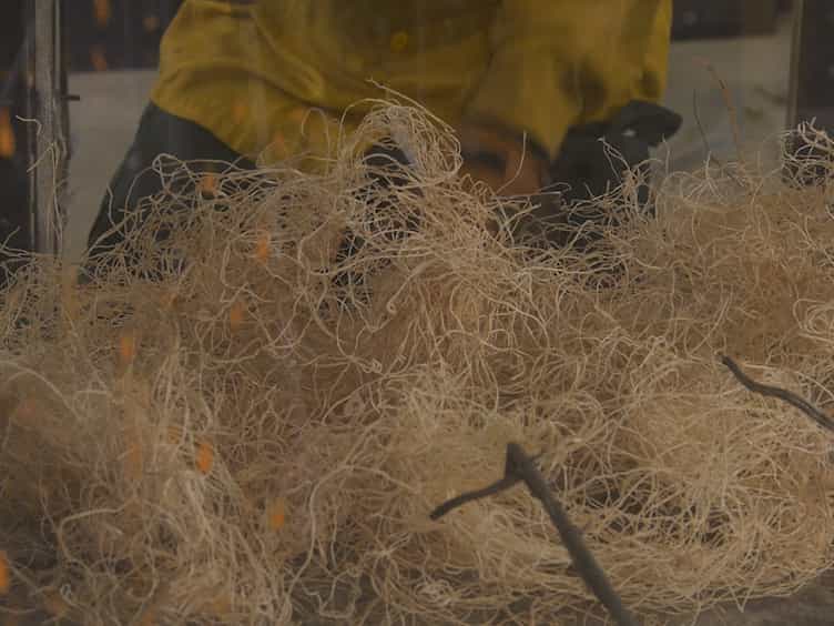Wind Tunnel Experiments to Study Chaparral Crown Fires