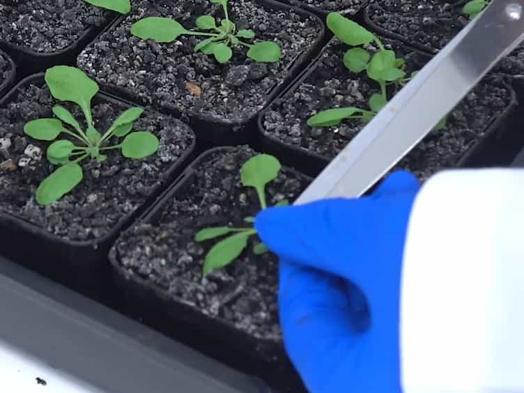 Isolation and Respiratory Measurements of Mitochondria from Arabidopsis thaliana