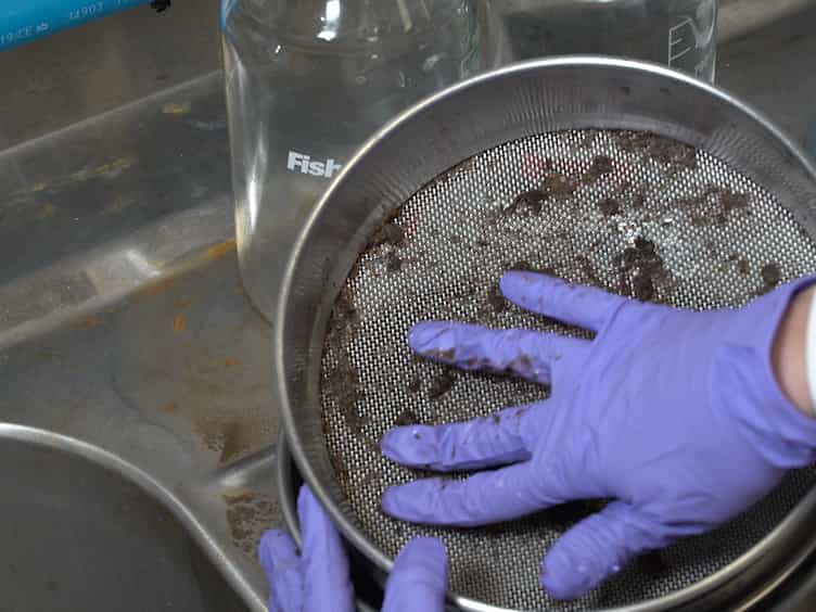 Resurrection of Dormant Daphnia magna: Protocol and Applications