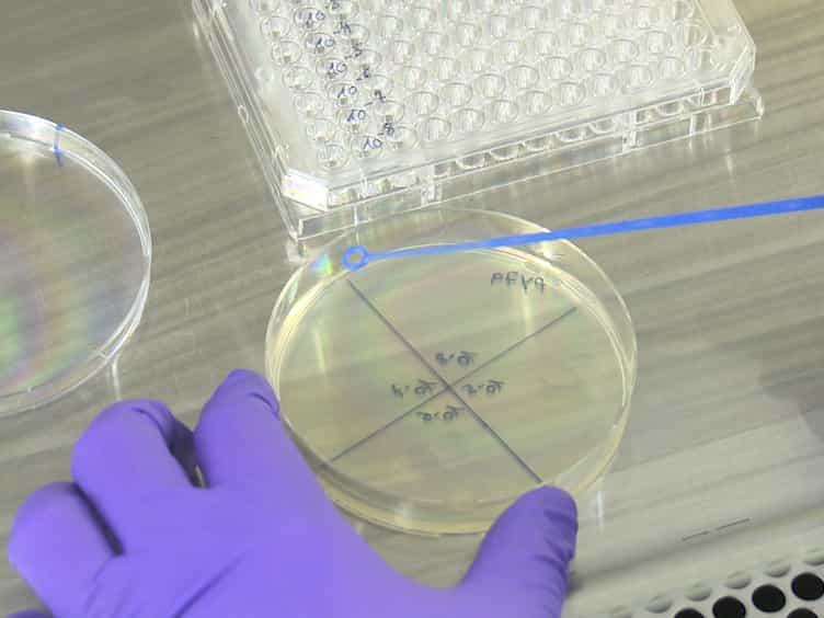 Investigating the Detrimental Effects of Low Pressure Plasma Sterilization on the Survival of Bacillus subtilis Spores Using Live Cell Microscopy