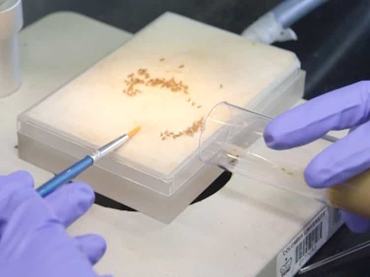 Dissection and Staining of Drosophila Pupal Ovaries