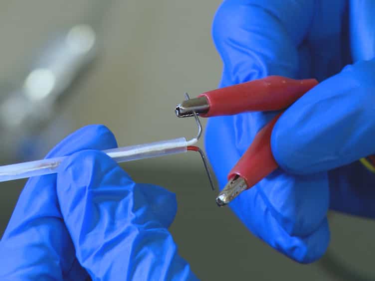 Intracavernosal Pressure Recording to Evaluate Erectile Function in Rodents