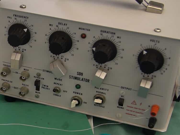 Cavernous Nerve Stimulation and Recording of Intracavernous Pressure in a Rat