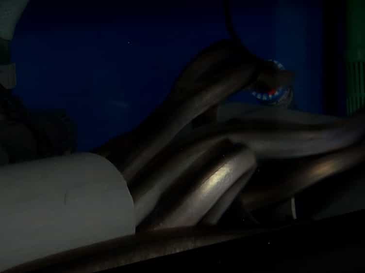 Handling and Treatment of Male European Eels (Anguilla anguilla) for Hormonal Maturation and Sperm Cryopreservation