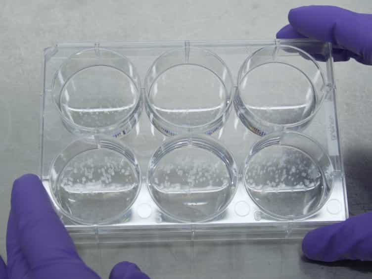 Streamlined 3D Cerebellar Differentiation Protocol with Optional 2D Modification