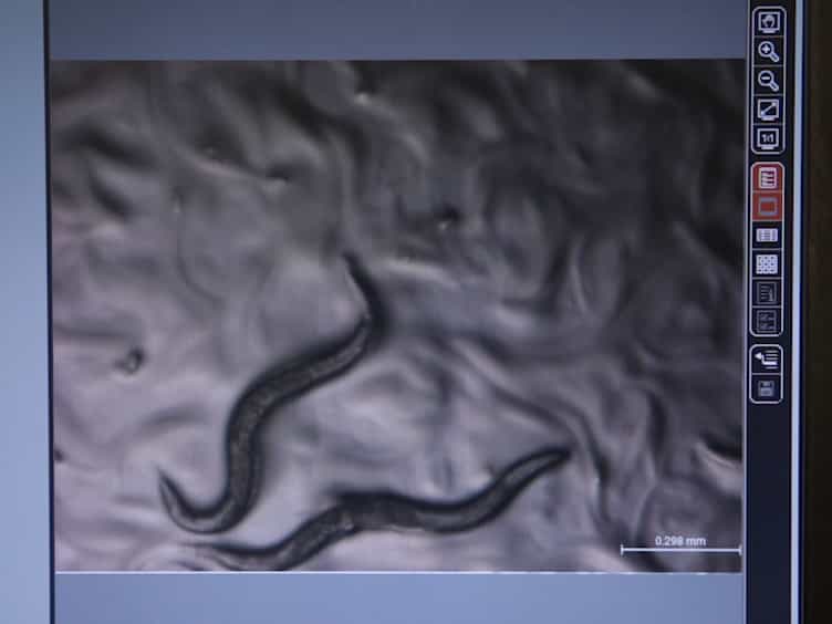 A Simple Method for High Throughput Chemical Screening in Caenorhabditis Elegans